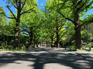 初夏の公園小道