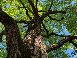 Fototapeta na wymiar 下から見上げた初夏の大樹