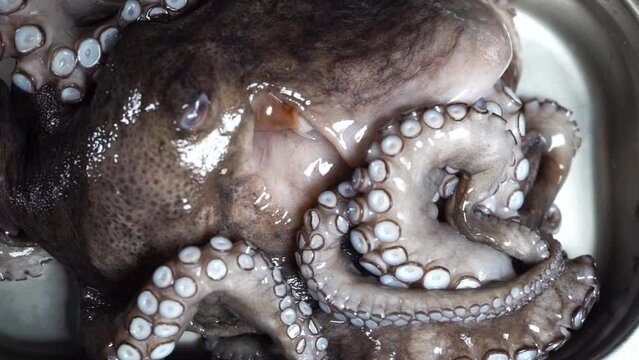 A raw octopus with large tentacles lies in a plate. Seafood in a luxury restaurant. Macro video.