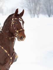 Close-up of a portrait of a red horse against a background of snow. Forest in the background,...