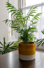 A potted indoor house plant by the window.