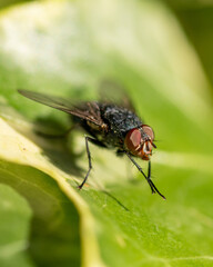 Fliege