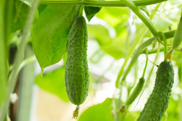 fresh cucumber in the greenhouse, harvest