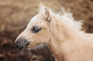 Obraz premium Beautiful young foal with blue eyes