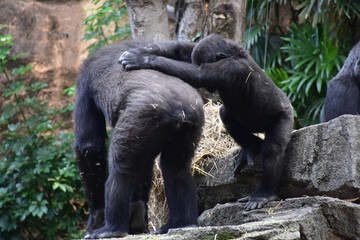 戯れるゴリラのたち