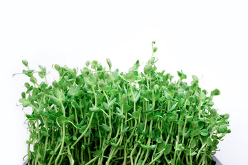 Pea sprouts germinating in soil on white background, close up