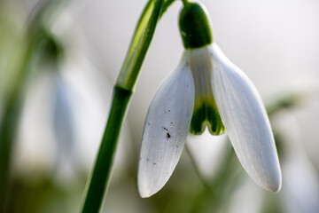 Macro close up of a snowdrop flower in late Winter.