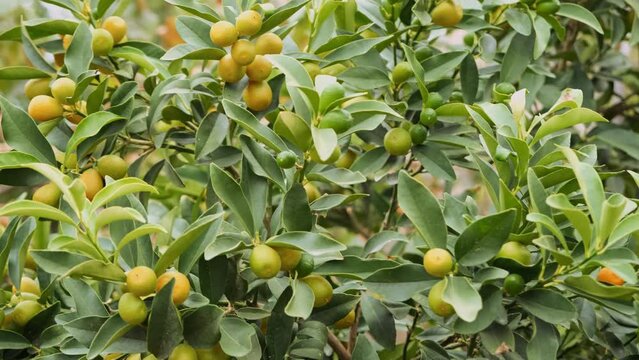Orange ripe fruits of kumquat or fortunella, kinkan. On the branches of a tree