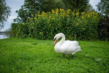 Schwan