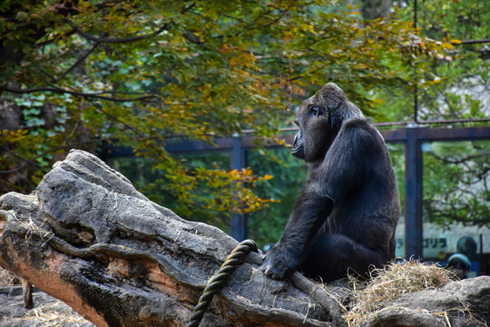 ゴリラ Images Browse 2 638 Stock Photos Vectors And Video Adobe Stock