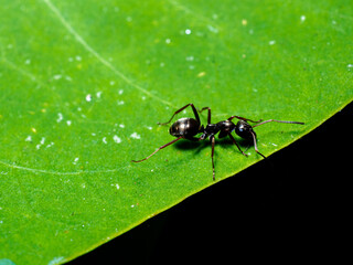 Close-up of a black garden ant on a green leaf. Selective focus macrophotography.