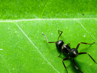 Close-up of a black garden ant on a green leaf. Selective focus macrophotography.