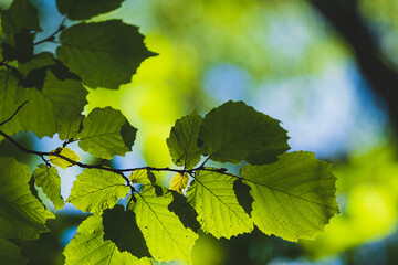Close up of green leaves on a branch