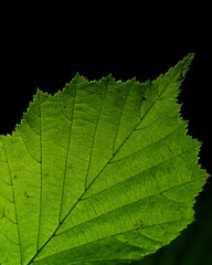 Detailed close up of a vibrant green leaf with beautiful leaf veins, on black background