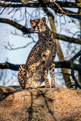 Cheetah on the stone in its enclosure. Latin name - Acinonyx jubatus	