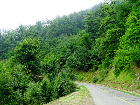 Namakabrud, Dalkhani jungle, Iran