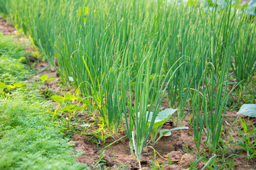 Growing spring onions or green onions or scallions or Green Shallot (Alliumcepa). They are long, slender green tops and the small white bulb are edible, and are good either raw or cooked