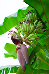 Banana blossom on banana tree. They are red and yellow flowers , the raw fruit is green. They were planted on the ground, a tropical fruit tree native to Southeast Asia. The vegetables for cooking.