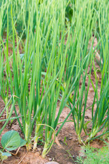 Growing spring onions or green onions or scallions or Green Shallot (Alliumcepa). They are long, slender green tops and the small white bulb are edible, and are good either raw or cooked