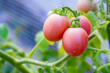 Tomato planting (Lycopersicon). It has red, green leaves and small stem. This is organic vegetable which were planted on the ground. Good taste and good for health