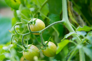 Tomato planting (Lycopersicon). Raw tomatoes  have green mix with orange, green leaves and small stem. This is organic vegetable which were planted on the ground. Good taste and good for health