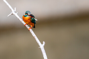 メダカを啄むカワセミ