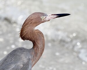 great blue heron
