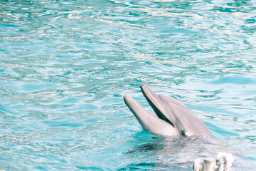 dolphin in the water