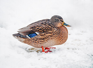Duck close up portrait. Duck sits in the white snow on the lake shore . Mallard duck female
