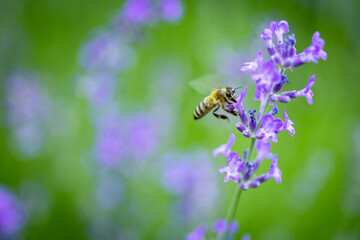 Honeybee pollinating on a lavender flower on a summer meadow with shallow depth of field.