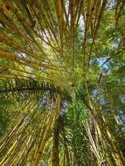 Obraz na płótnie Canvas palm tree branches