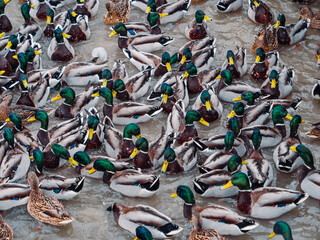 Hordes of hungry ducks on Lake Nizhny Kaban in Kazan. A fight between ducks for food. A pattern of chaotically moving birds  © Adsloboda