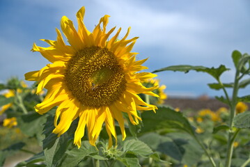 Sunflower - Helianthus annuus - Photos taken on a sunny day in a sunflower garden in Selangor, Malaysia