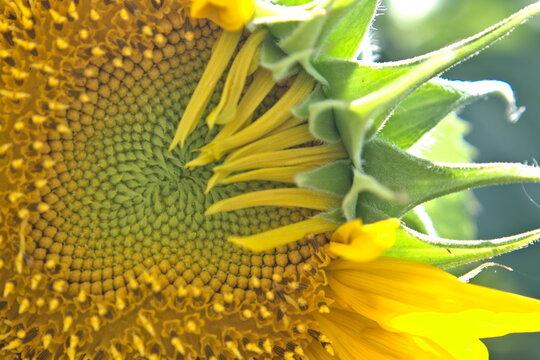 Sunflower - Helianthus annuus - Photos taken on a sunny day in a sunflower garden in Selangor, Malaysia