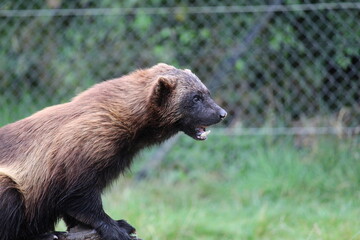 Wolverine