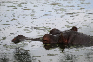 Fototapeta premium Hippo