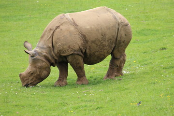 Obraz premium rhino in the grass