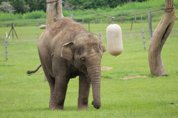 elephant in the zoo
