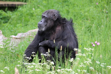 Chimpanzee
