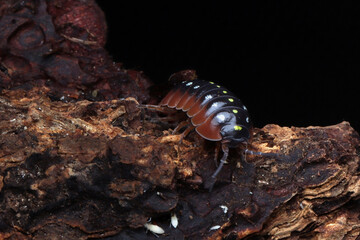 Armadillidium klugii aka Clown Isopod closeup on wood, Armadillidium klugii aka Clown Isopod on black background