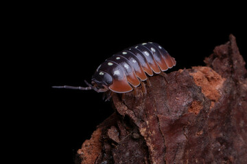 Armadillidium klugii aka Clown Isopod closeup on wood, Armadillidium klugii aka Clown Isopod on black background