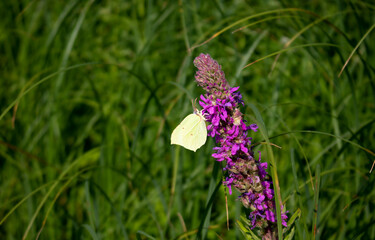 A white butterfly on a purple-lilac meadow flower