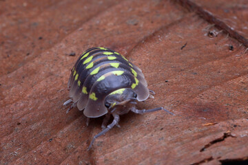 Isopod Armadillidium gestroi closeup, Armadillidium gestroi on wood 
