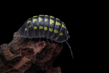 Isopod Armadillidium gestroi closeup, Armadillidium gestroi on wood 