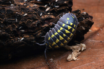 Isopod Armadillidium gestroi closeup, Armadillidium gestroi on wood 