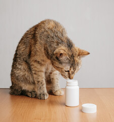 Domestic cat sniffs bottles of pills. - 486917231