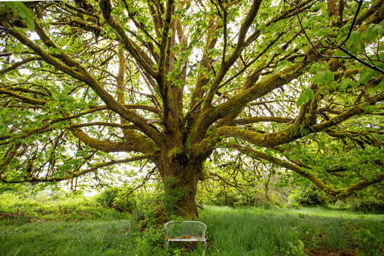 tree in the park