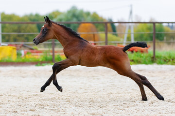 Young pretty arabian horse foal runs and frolics summer background