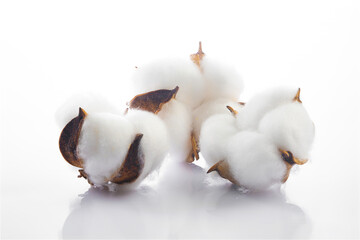 Cotton flowers on white background