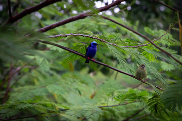 Costa Rica birds